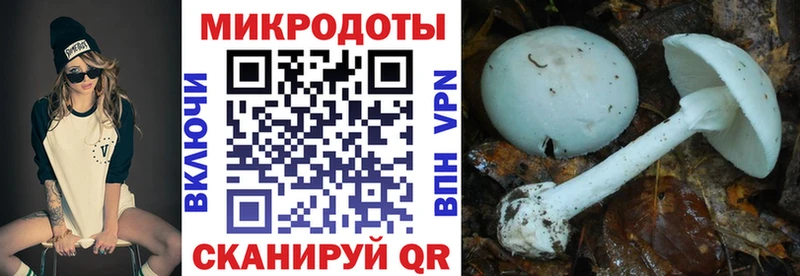 Псилоцибиновые грибы Cubensis  Купить где  Игра 